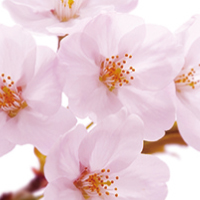 Sakura/サクラ