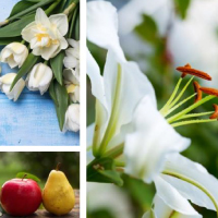 Spring Fresh/スプリング フレッシュ