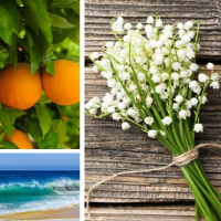 Tidal Wave/タイダル ウェーブ