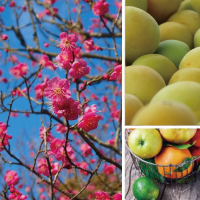 Ume/ウメ