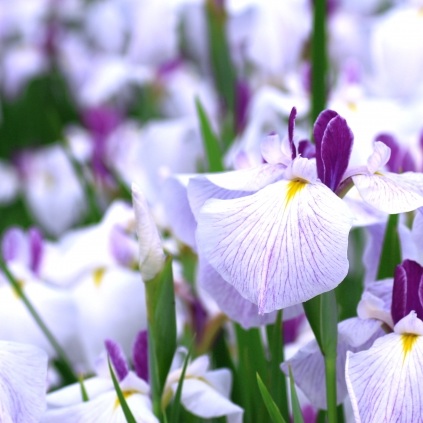 菖蒲