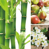 フレッシュグリーン