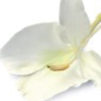 フローラルフレッシュ